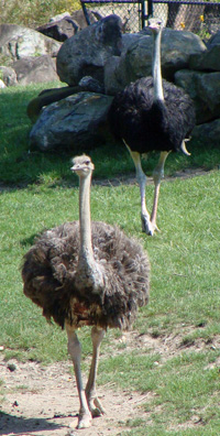 ostrich